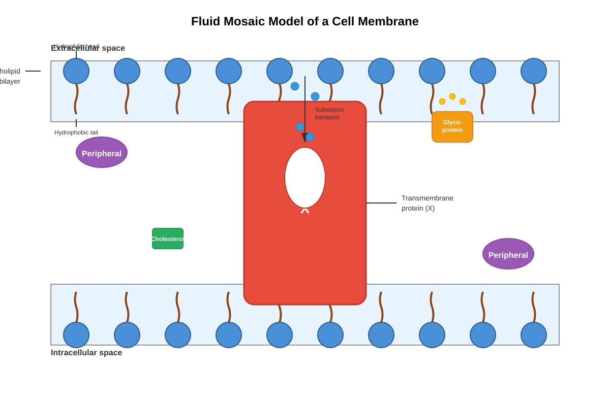 Diagram for placeholder 1 (SEC3 Biology)