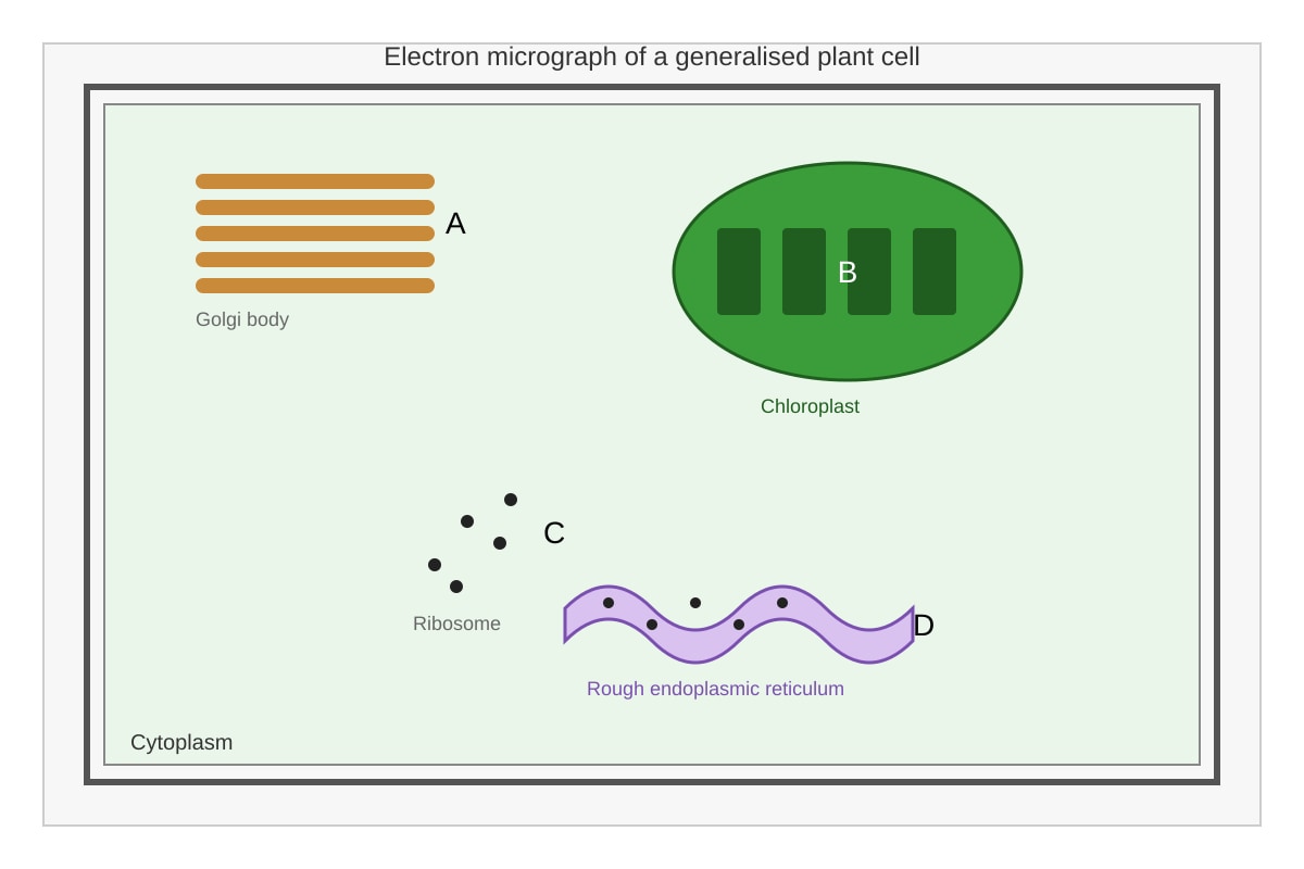 Diagram for Q2 (SEC4 Pure Biology)
