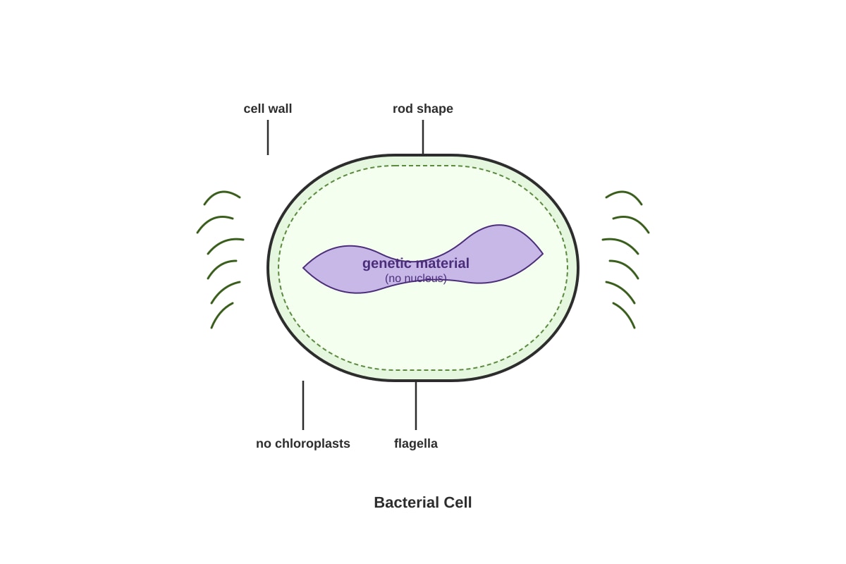 Diagram for Q18 (P3 Science)