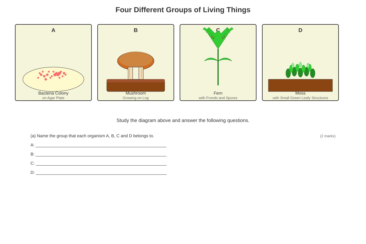 Diagram for Q13 (P4 Science)