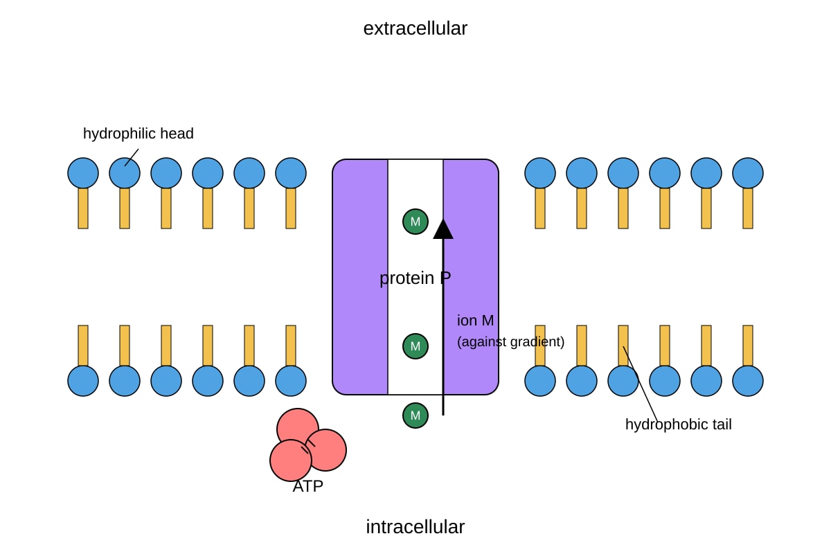 Diagram for 12 (ALEVEL Biology H1)
