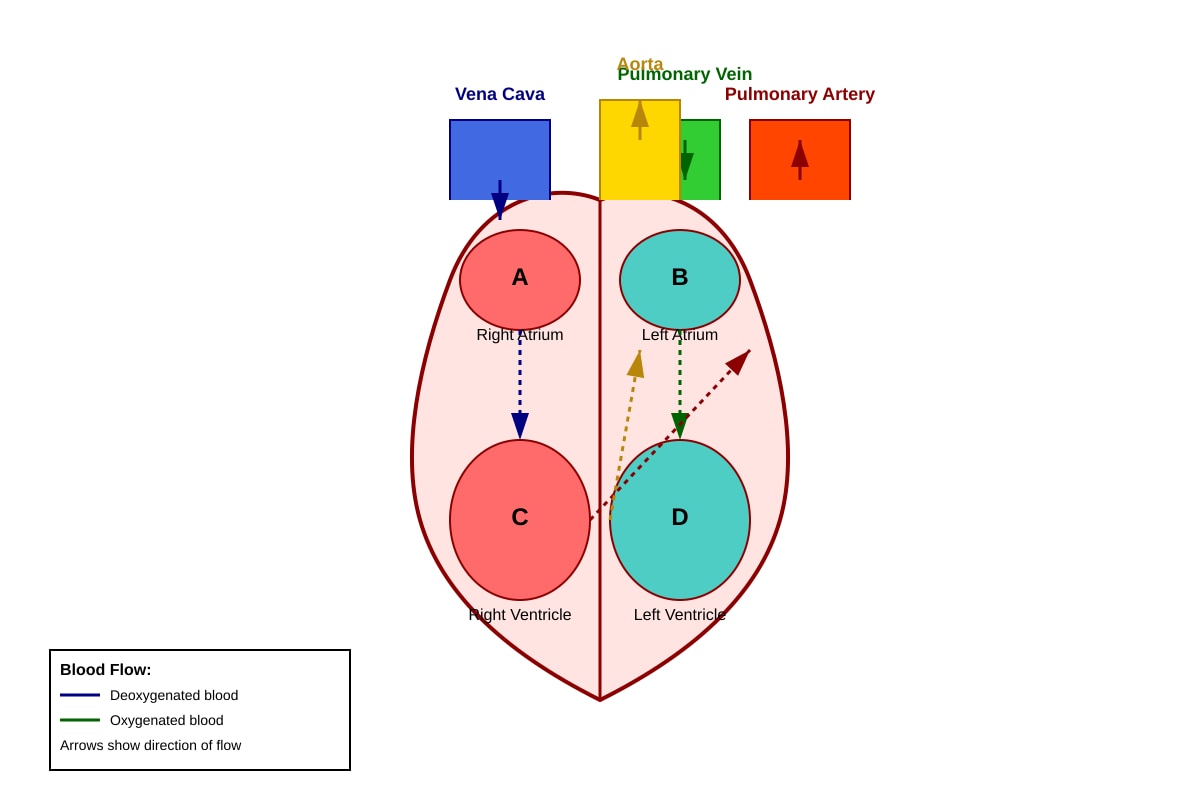 Diagram for Q6 (P5 Science)