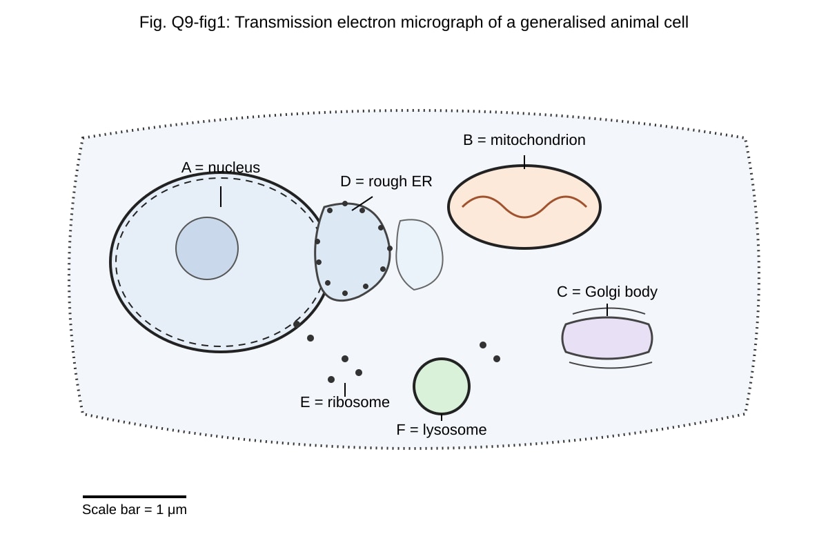 Diagram for Q9 (ALEVEL Biology H2)