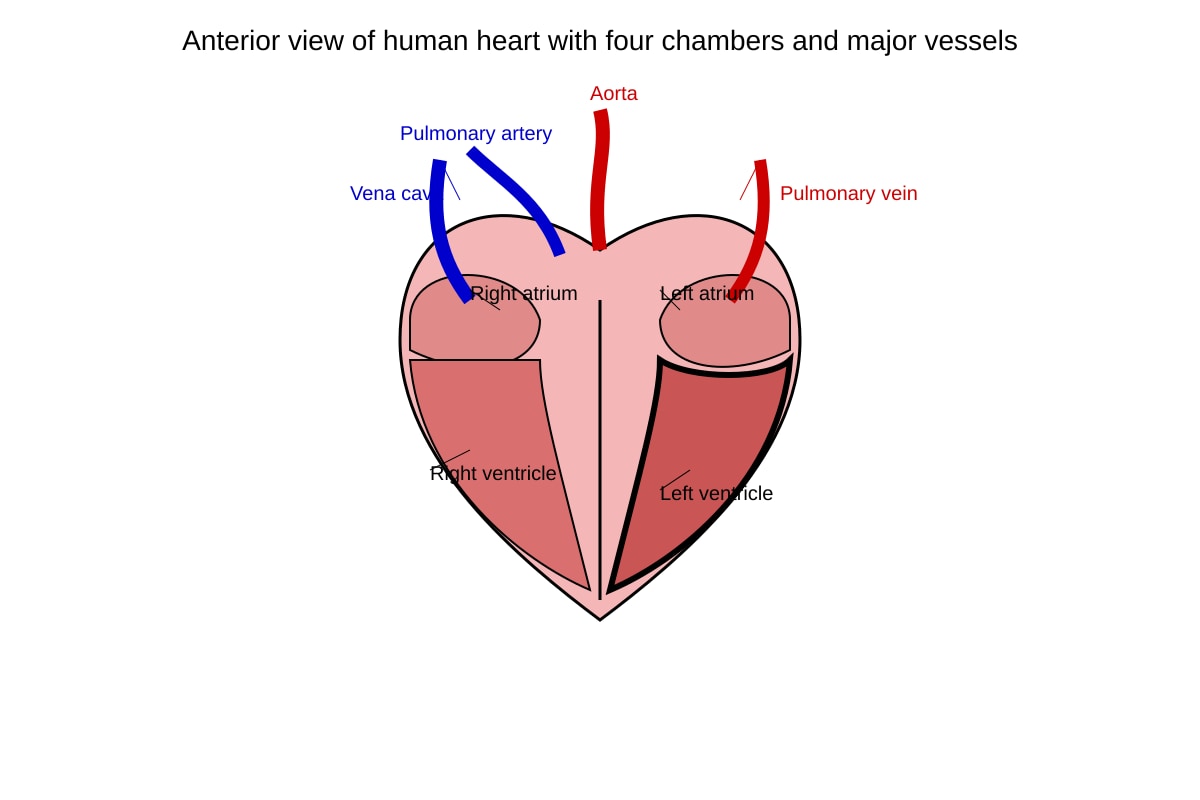 Diagram for Q16 (SEC3 Biology)