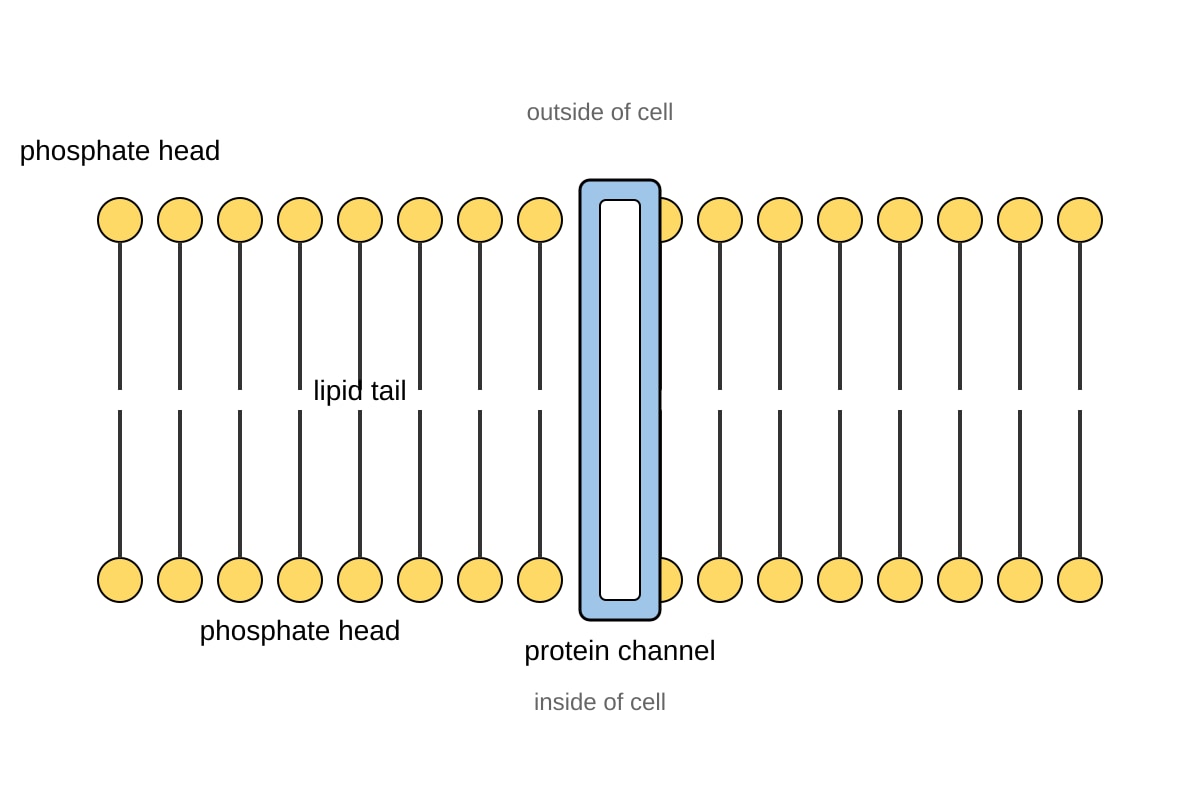 Diagram for Q6 (SEC4 Combined Sci Bio)