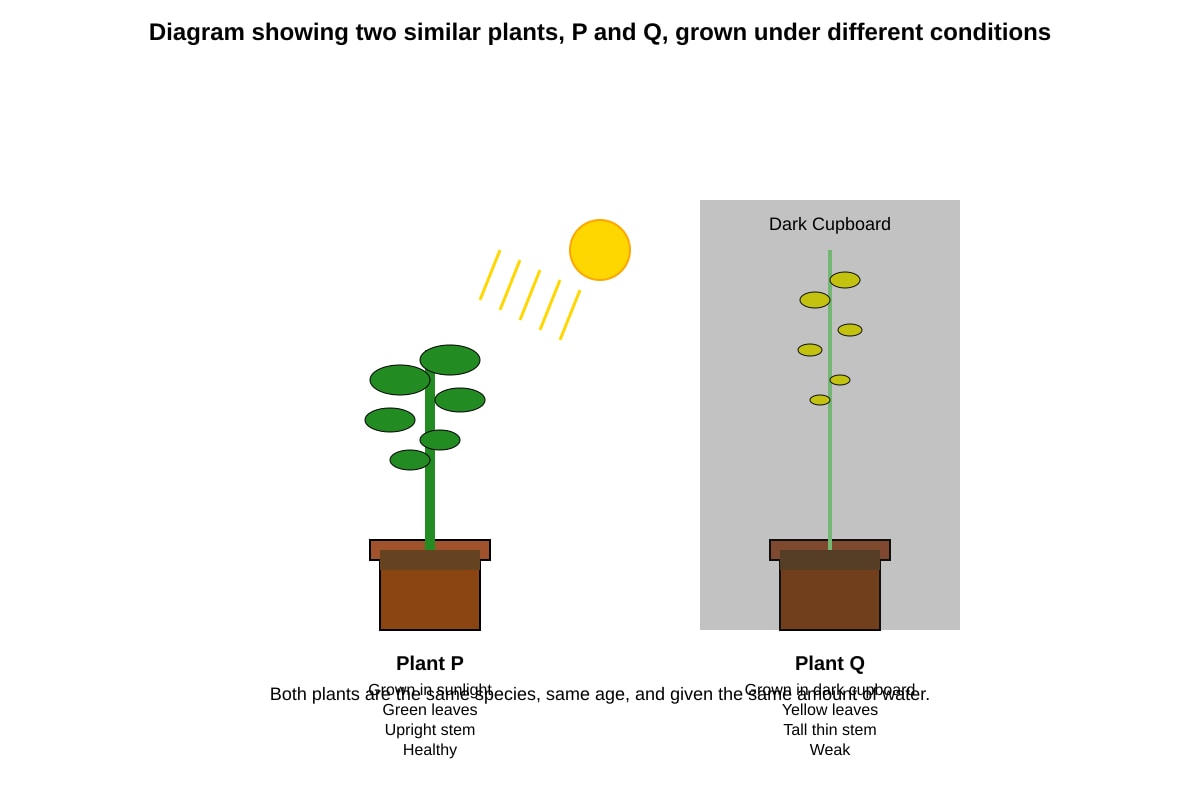 Diagram for Q39 (P6 Science)