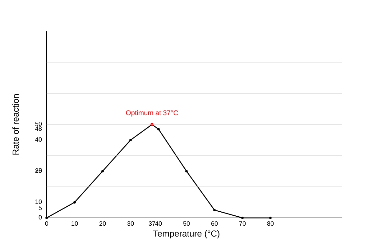 Graph for Q14 (OLEVEL Biology)