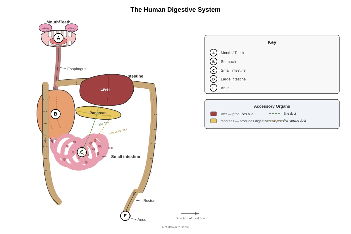 Diagram for Q26 (P6 Science)