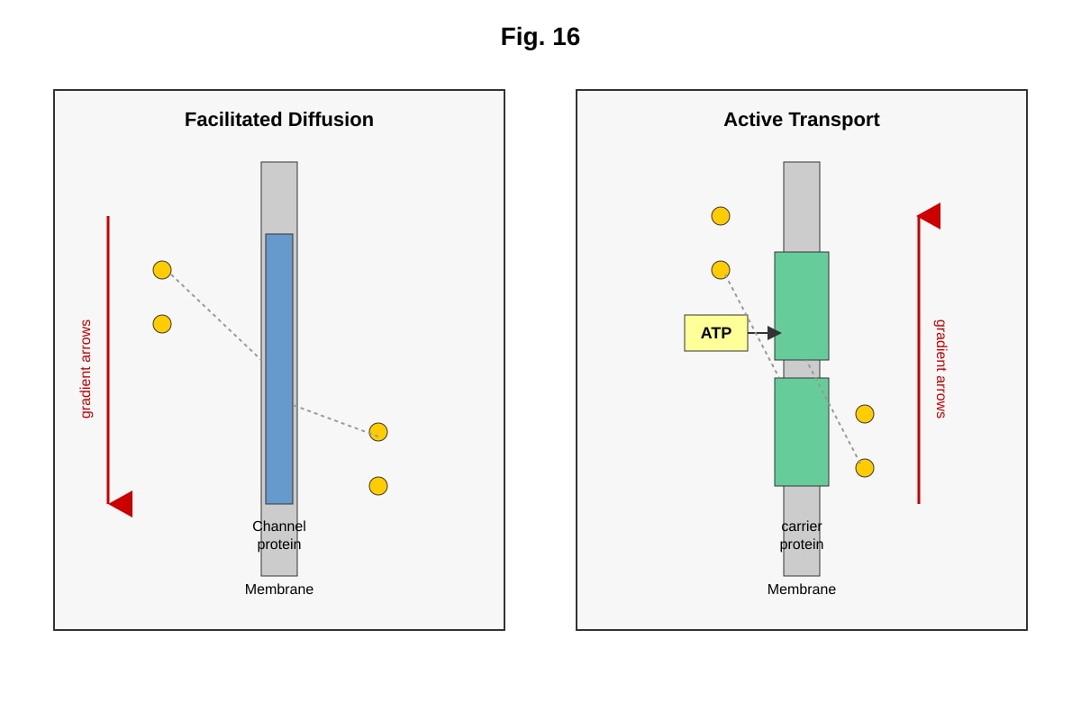 Diagram for Q16 (ALEVEL Biology H2)
