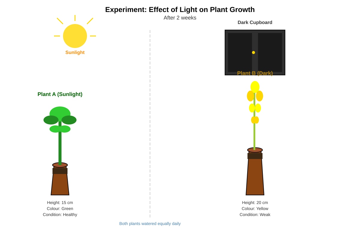 Experimental Setup for Q40 (P5 Science)