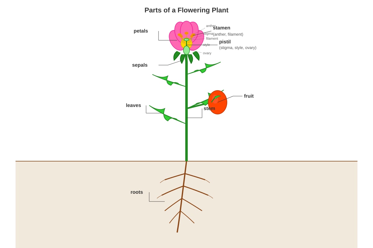 Diagram for Q1 (P5 Science)