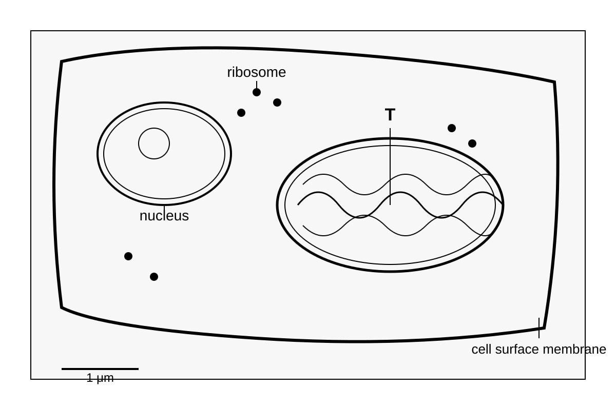 Diagram for 2 (ALEVEL Biology H1)