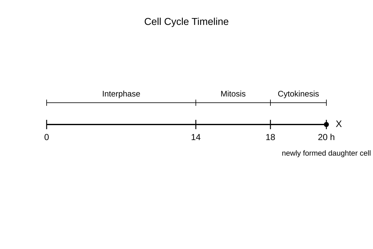 Diagram for Q14 (SEC4 Pure Biology)