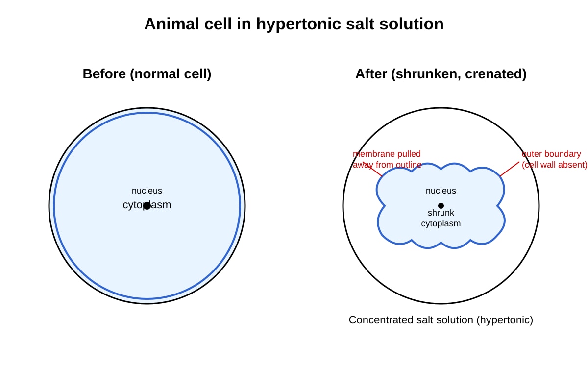 Diagram for Q18 (SEC4 Combined Sci Bio)