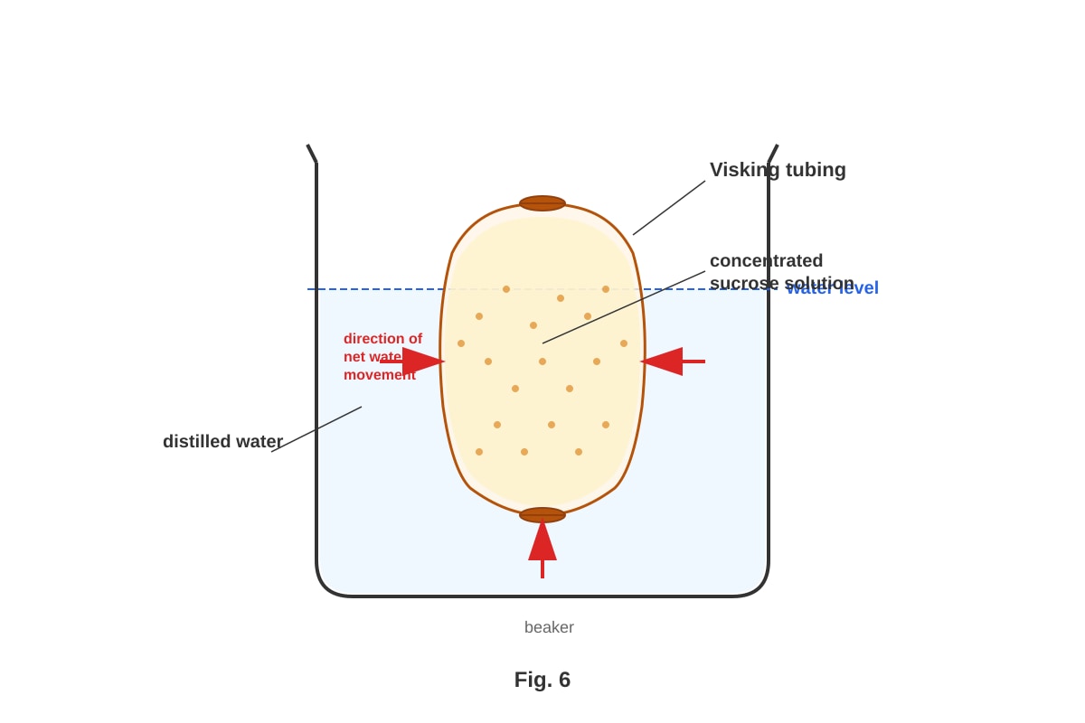 Experimental Setup for Q19 (ALEVEL Biology H1)
