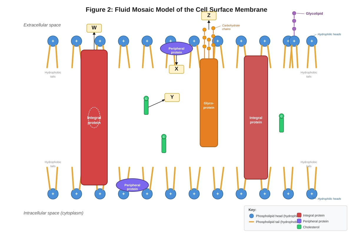 Diagram for Q10 (ALEVEL Biology H2)