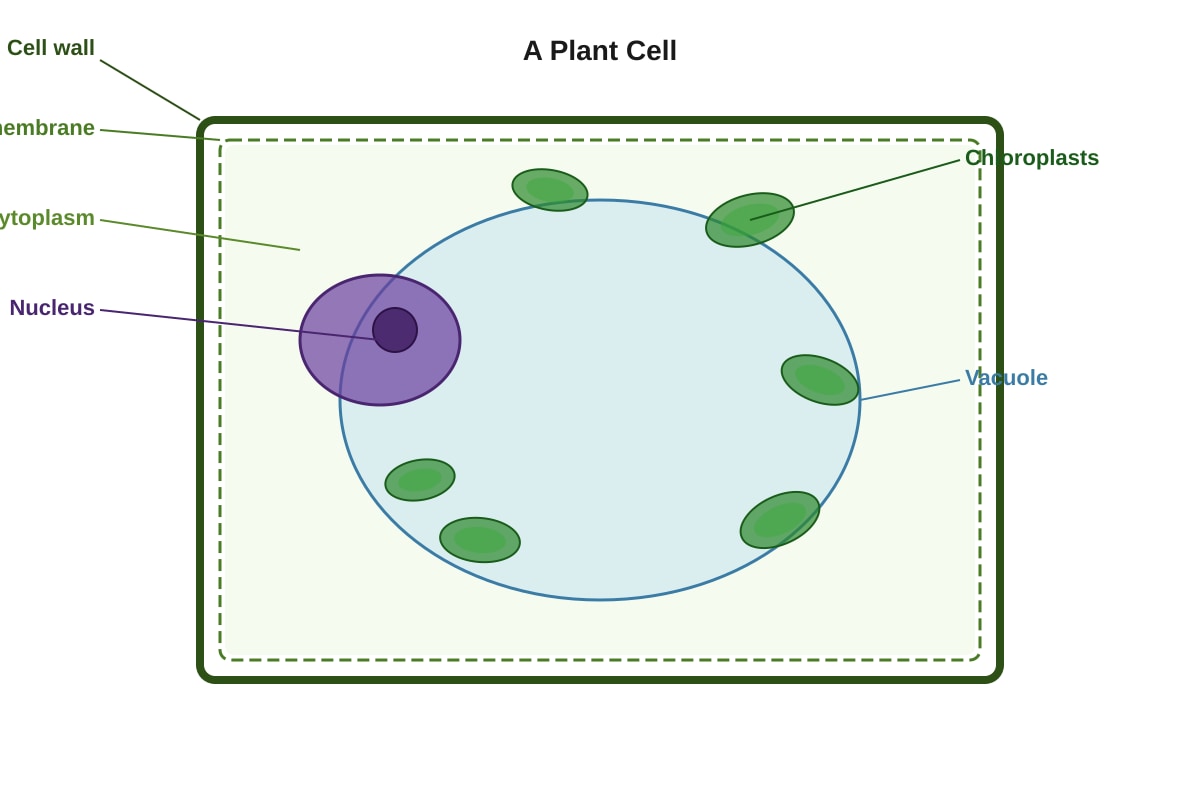 Diagram for Q2 (P5 Science)