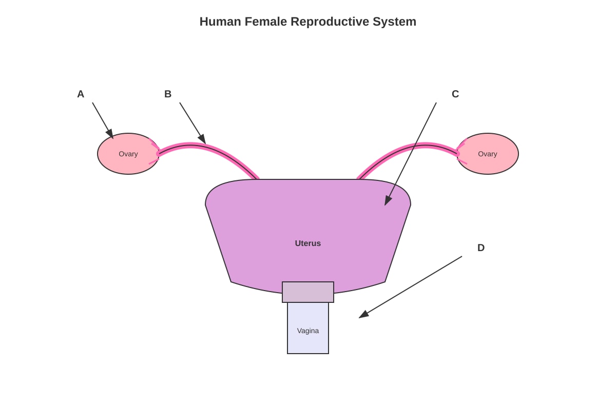 Diagram for Q19 (P5 Science)