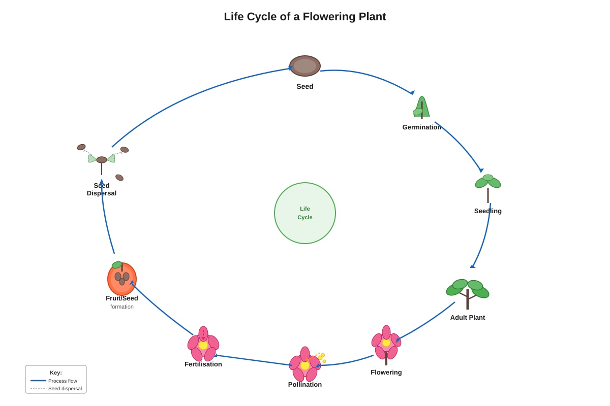 Diagram for Q26 (P5 Science)