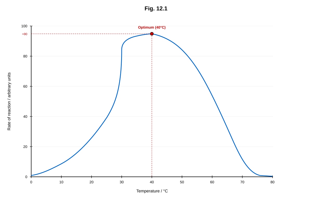 Graph for Q12 (ALEVEL Biology H2)