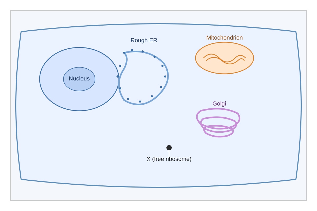 Diagram for Q10 (ALEVEL Biology H2)