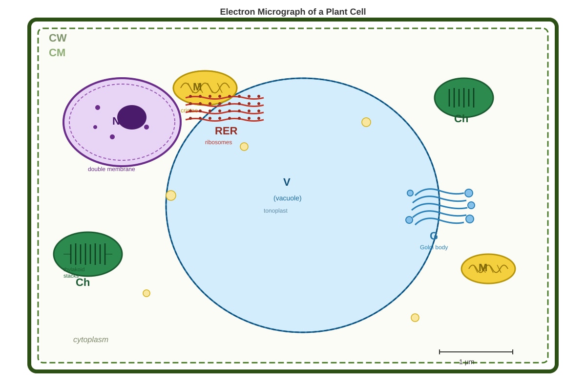 Diagram for Q1 (SEC3 Biology)