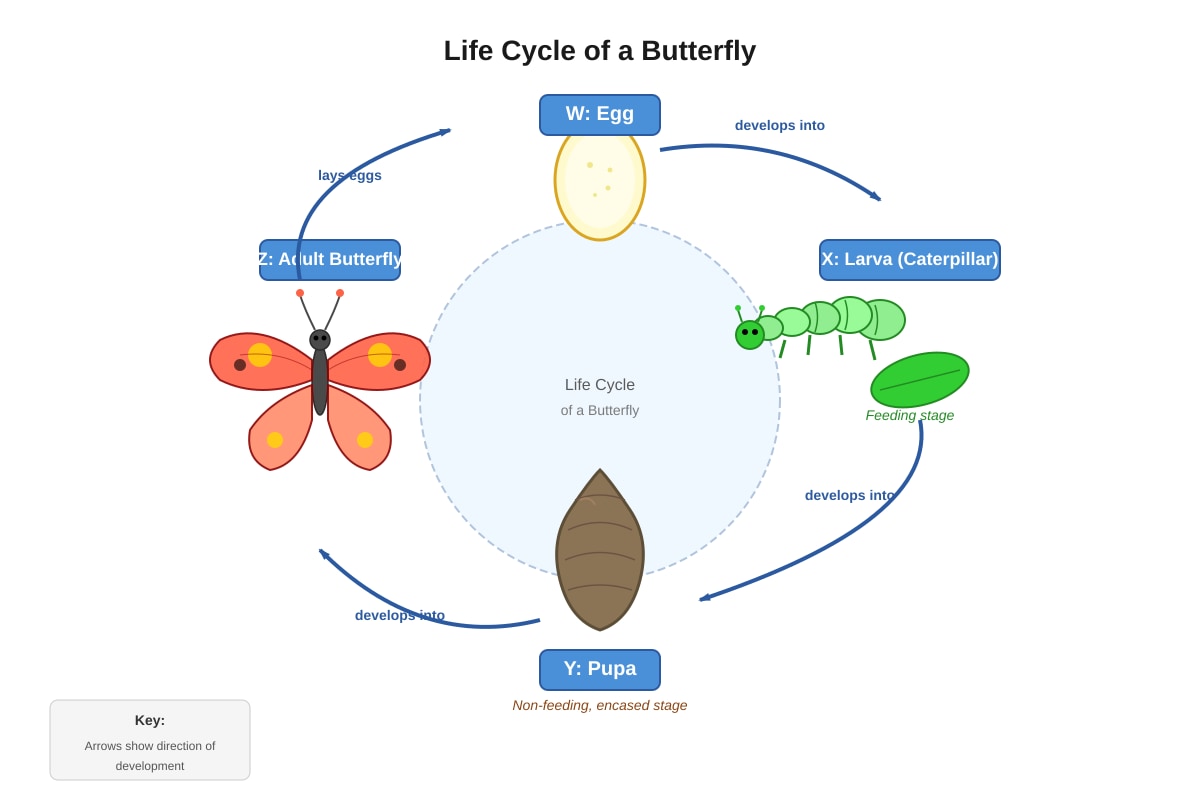 Diagram for Q5 (P6 Science)