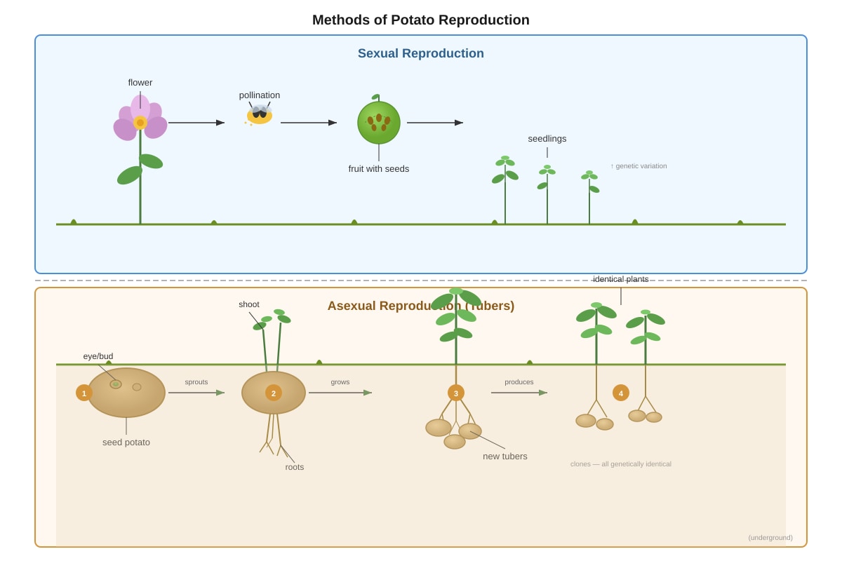 Diagram for Q19 (P6 Science)