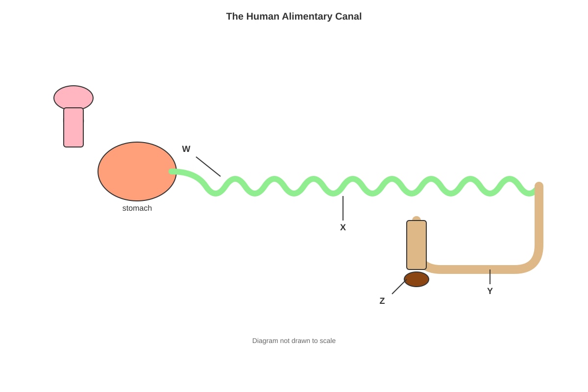 Diagram for Q18 (SEC1 Science)