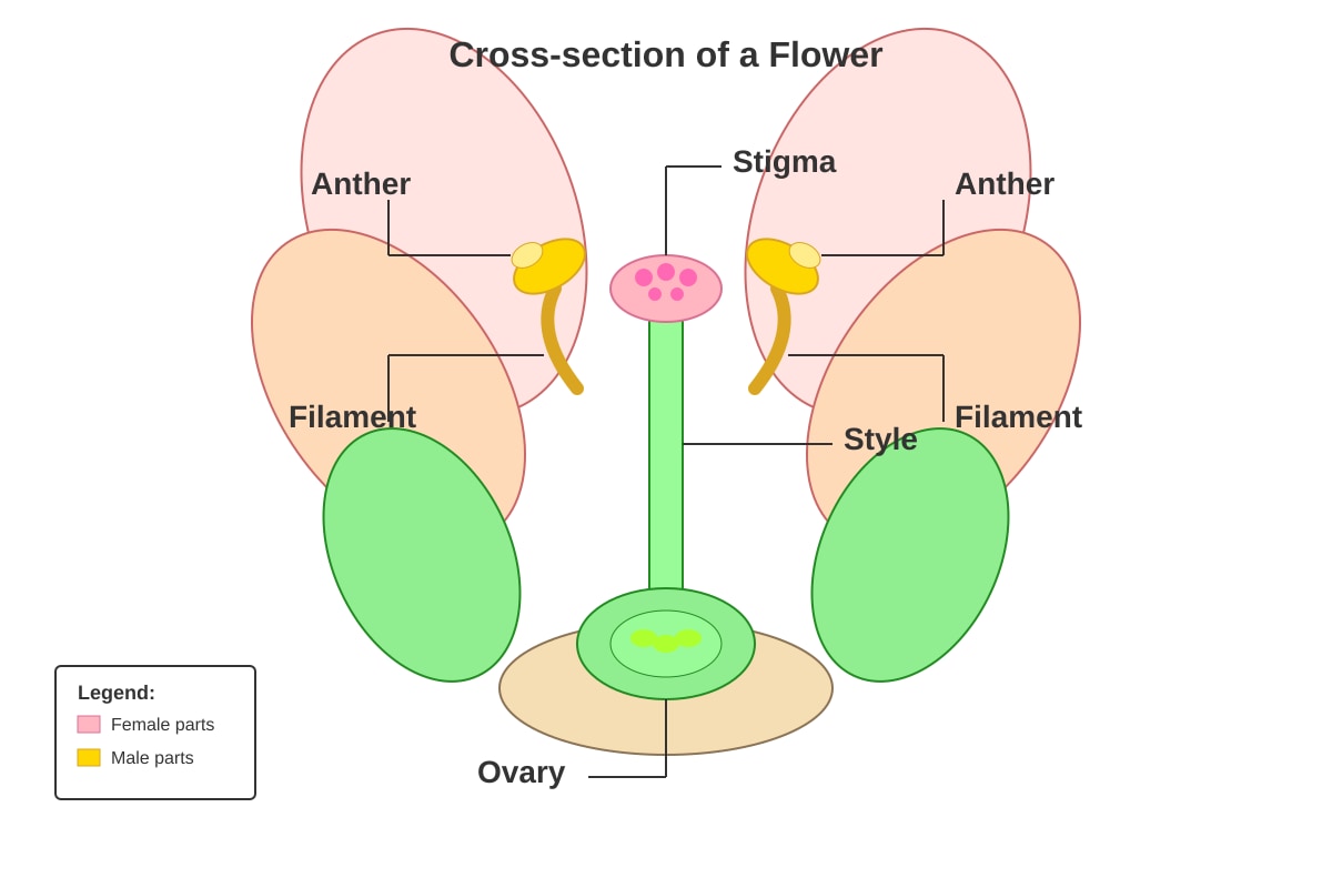 Diagram for Q2 (P5 Science)