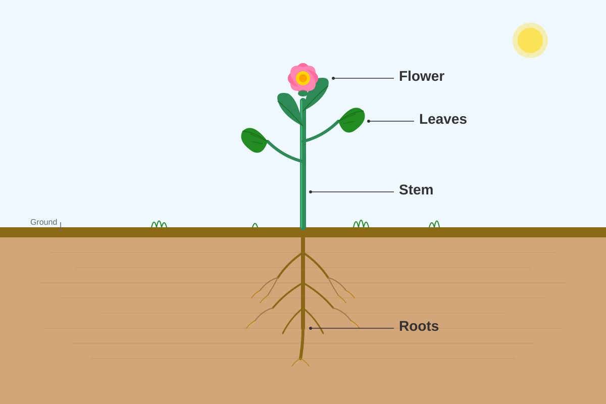 Diagram for Q18 (P4 Science)