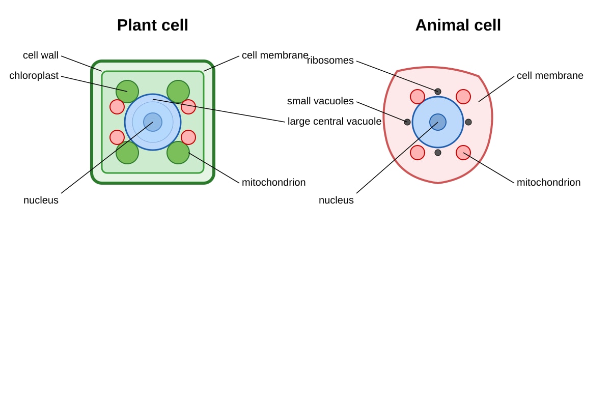 Diagram for Q2 (SEC4 Combined Sci Bio)