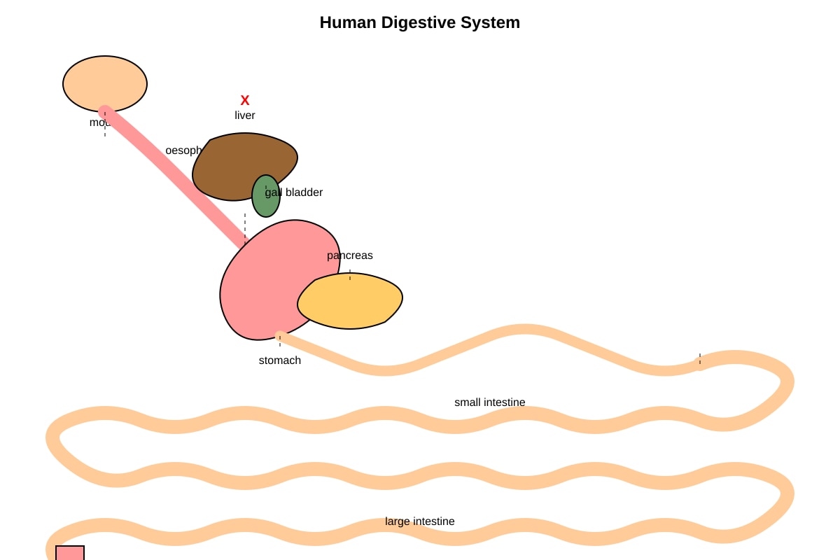 Diagram for Q8 (SEC3 Combined Science)