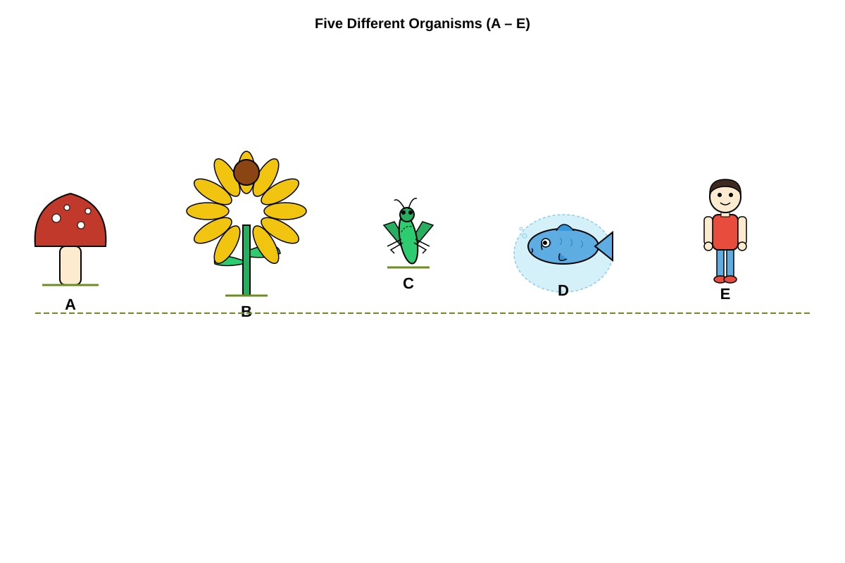 Diagram for Q21 (P6 Science)