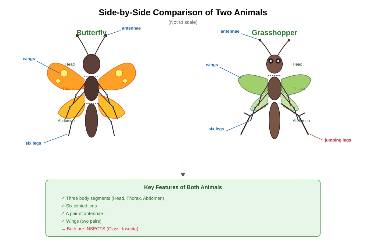 Diagram for Q2 (P5 Science)