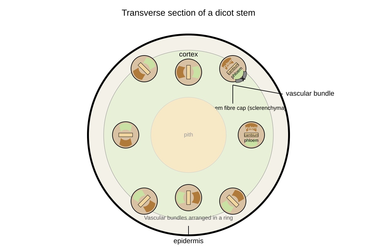 Diagram for Q8 (ALEVEL Biology H2)
