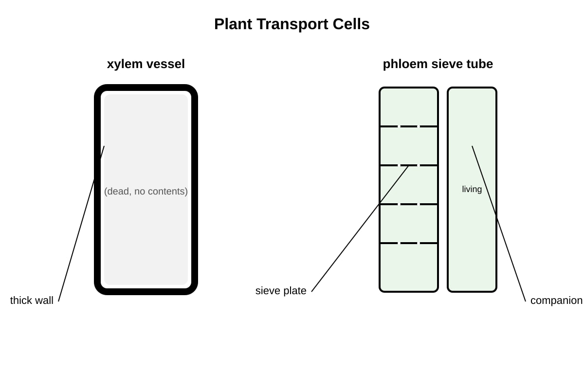 Diagram for Q17 (OLEVEL Biology)