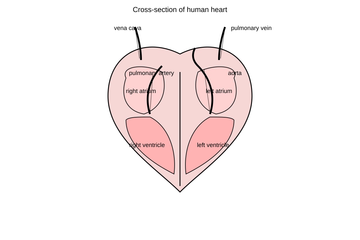 Diagram for Q13 (OLEVEL Combined Science)