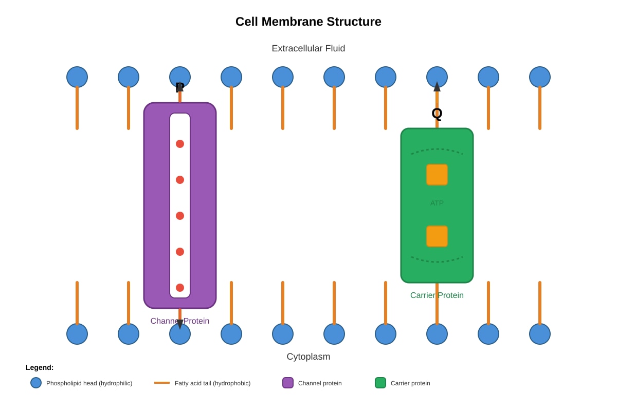 Diagram for placeholder 3 (SEC4 Combined Sci Bio)