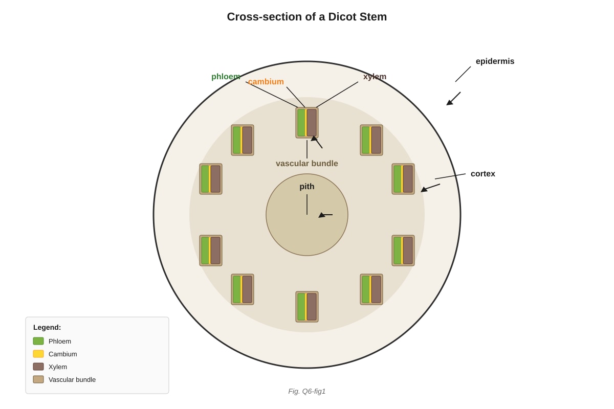 Diagram for Q6 (ALEVEL Biology H1)