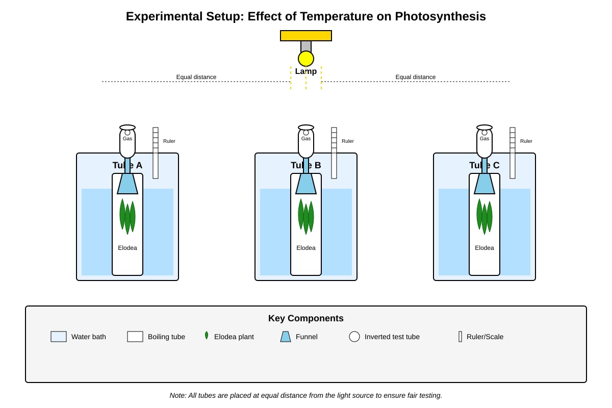 Experimental Setup for Q25 (P6 Science)