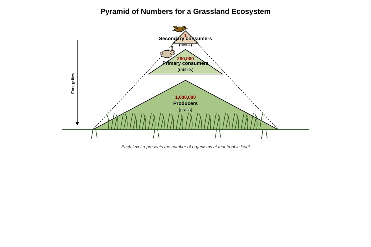 Diagram for Q19 (ALEVEL Biology H1)