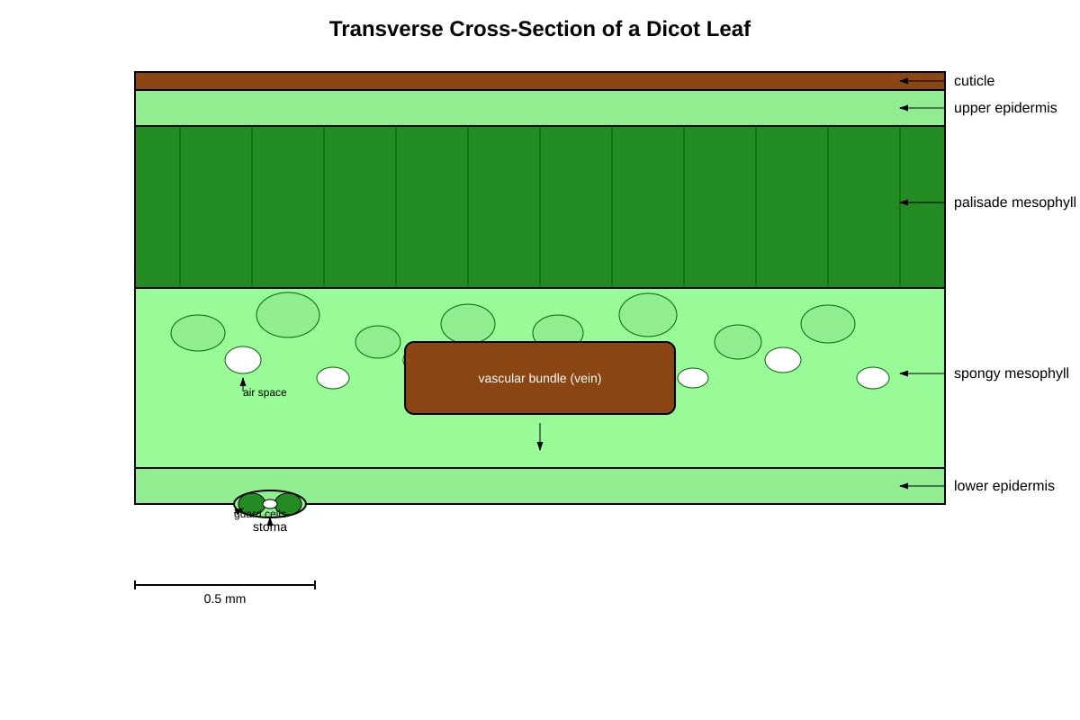 Diagram for Q10 (ALEVEL Biology H1)