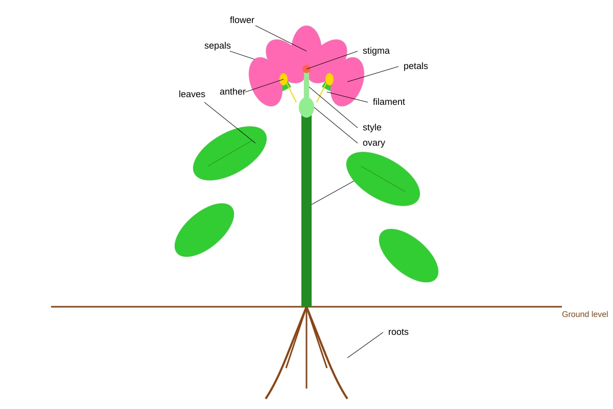 Diagram for Q1 (P5 Science)