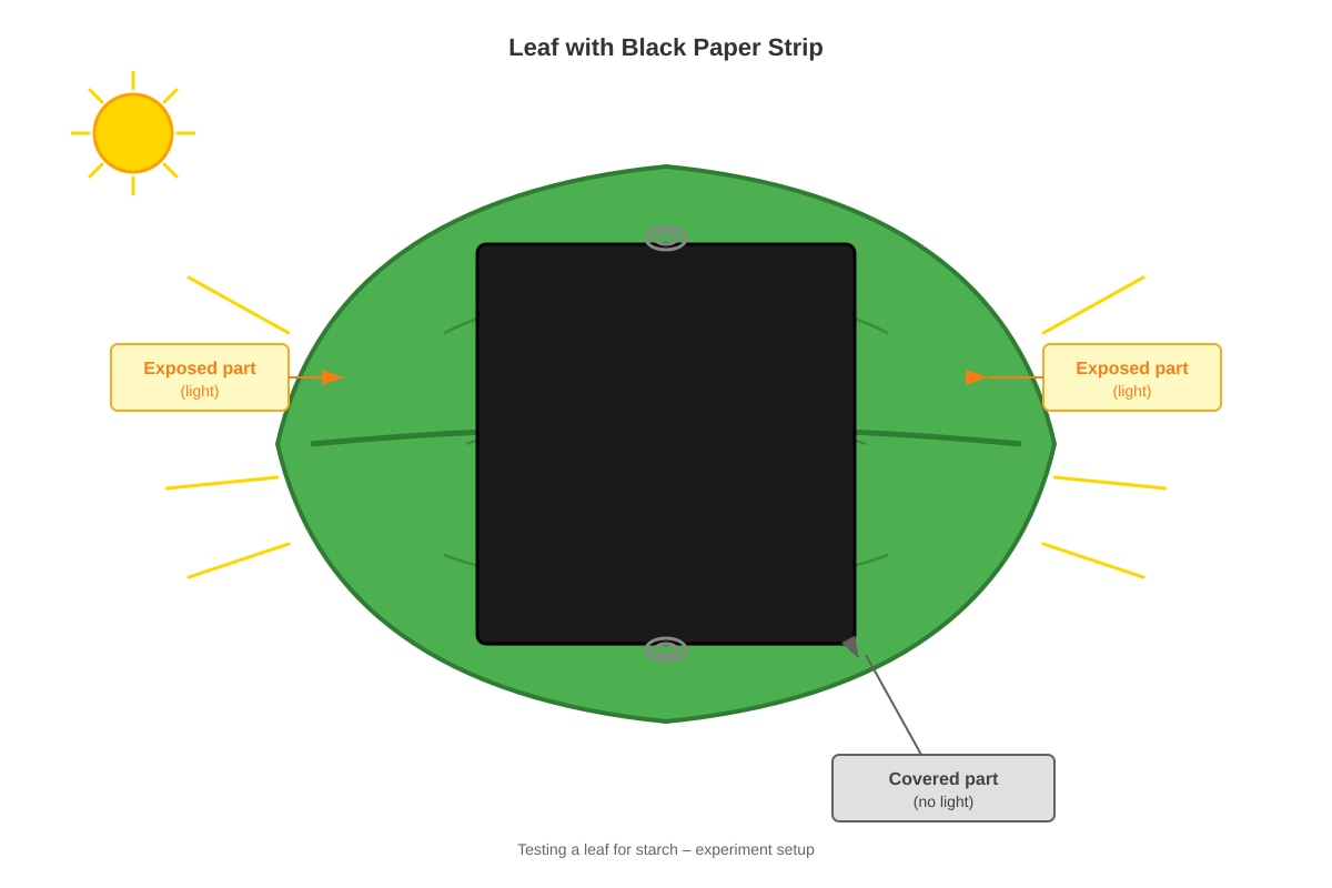 Diagram for Q7 (P6 Science)
