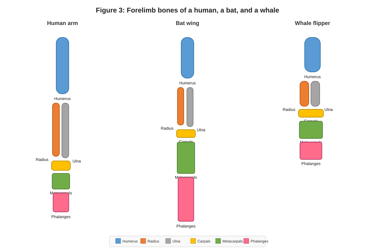 Diagram for Q7 (ALEVEL Biology H1)