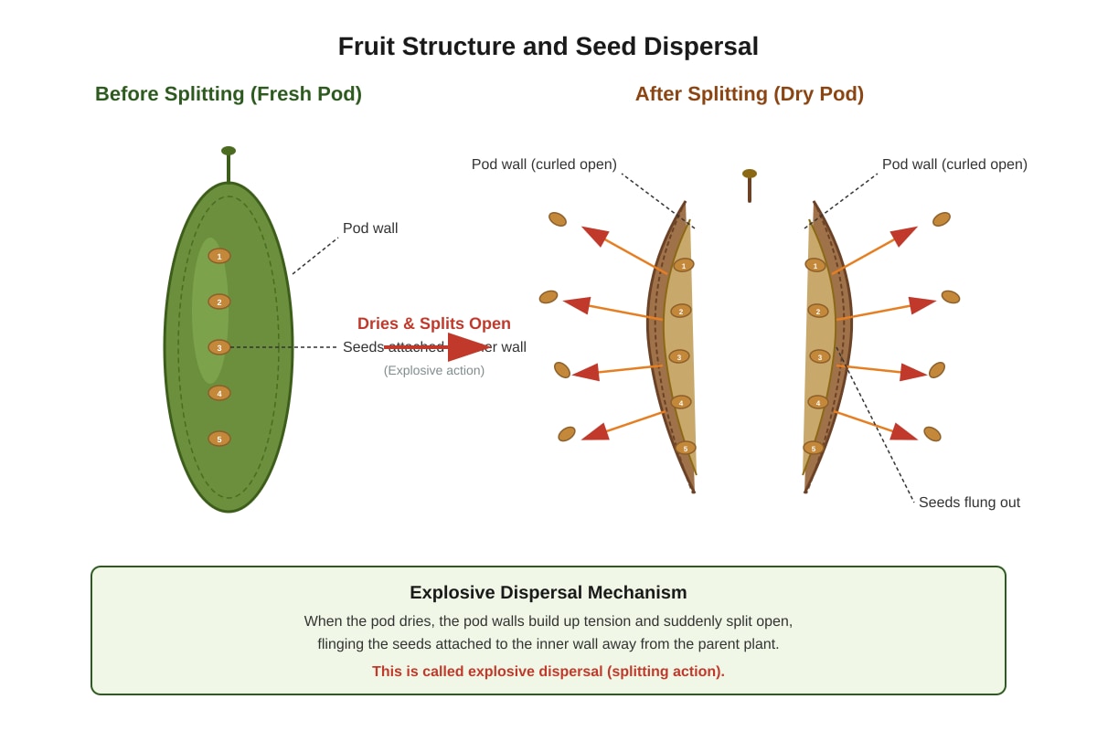 Diagram for Q23 (P6 Science)