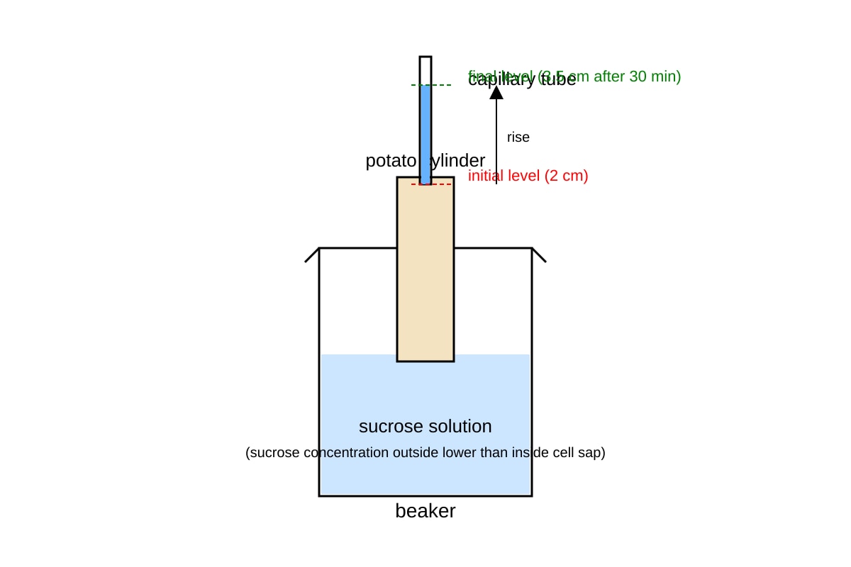 Experimental Setup for Q11 (OLEVEL Combined Science)