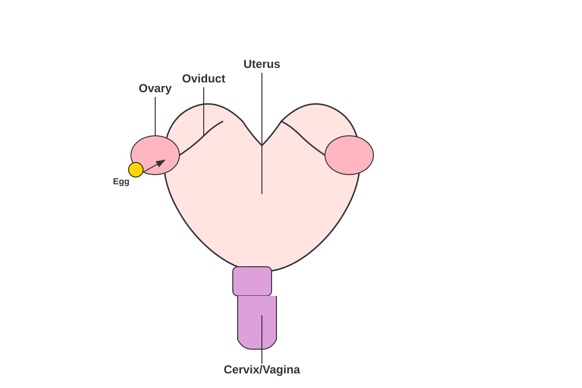 Diagram for Q6 (P5 Science)