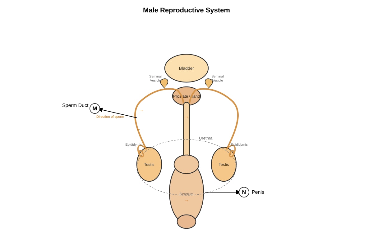 Diagram for Q29 (P5 Science)